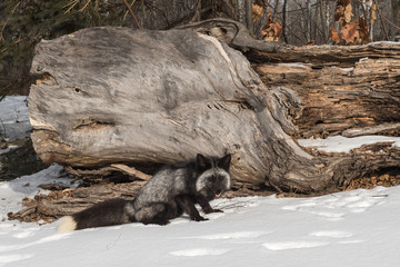 Silver Fox (Vulpes vulpes) Sits By Log