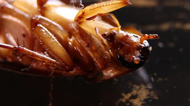 Close up of a cockroach moving 
