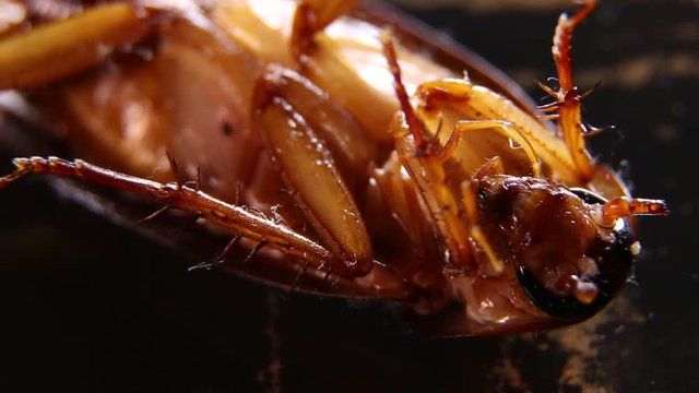 Close up of a cockroach moving 


