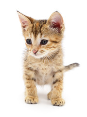 Small brown kitten.