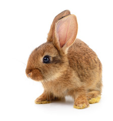 Brown rabbit on white.