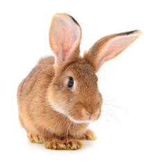 Brown rabbit on white.