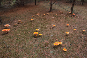 mushroom glade in the autumn