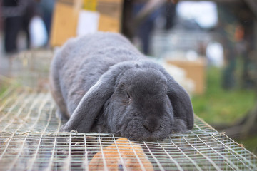 gray rabbit lies on the cage