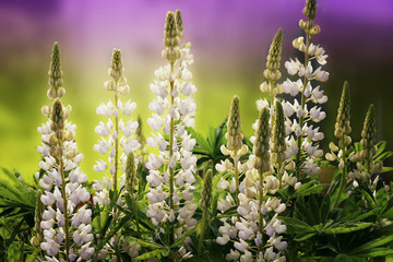 Fototapeta premium white lupines