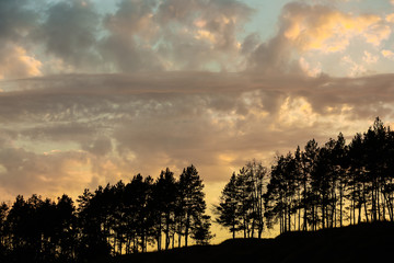 Sunset in a pine forest. Evening sky with a silhouette of a tree. Nature. The mountains.