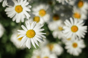 white daisies