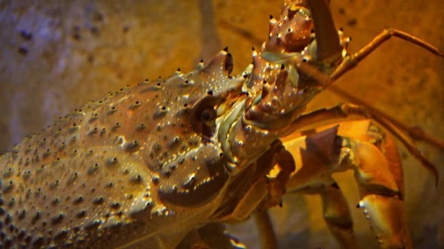 close up of a very large southern rock lobster