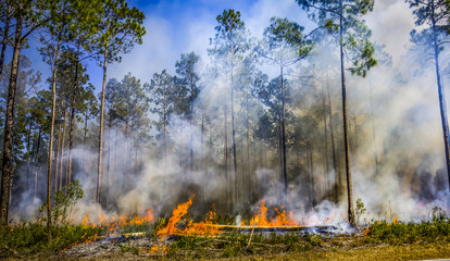 Controlled Burn in Northern Florida