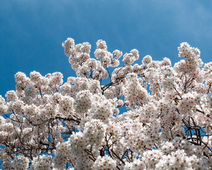Cherry Blossoms