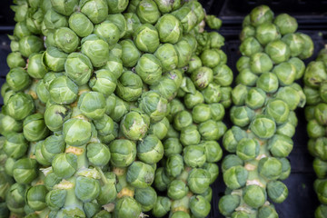 Fresh Organic Brussel Sprouts at a Local Farmer's Market