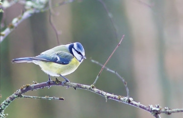 Obraz premium Blue bird on a branch