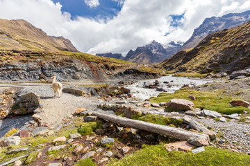 Llama crossing mountain river stream bridge Cordillera Vilcanota, Peru.