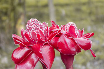 Flores del trópico