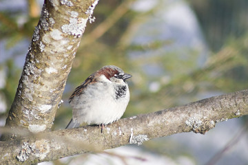 Sparrow sitting on a branch