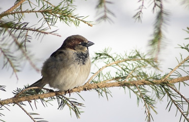 Sparrow sitting on a branch