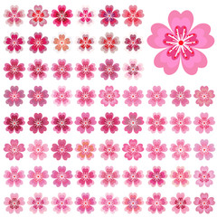 Isolated flowers of sakura set. Cartoon pink and white blossoms of Japanese cherry tree. Vector clip art illustration.