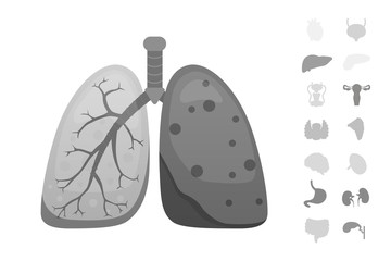 Cartoon human organs vector set . Anatomy of body. Reproductive system, heart, lungs, brain illustrations