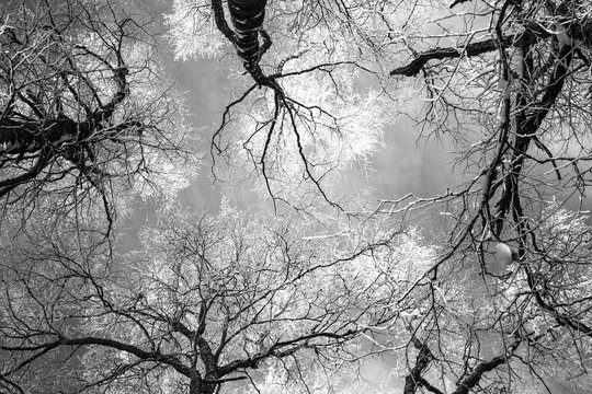 Fototapeta Tree top