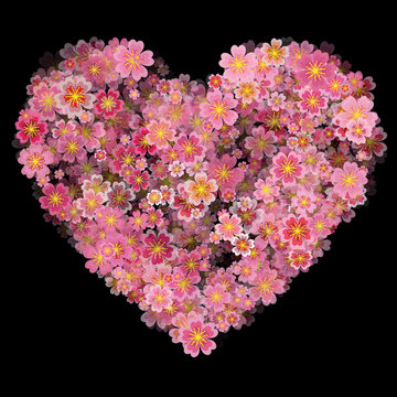 Valentines Day Heart Made of Cherry Flowers Isolated on Black Background.