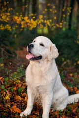 Playful golden retriever in a forest, dog portrait