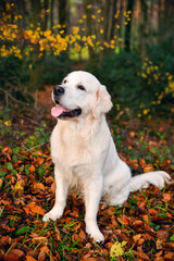 Playful golden retriever in a forest, dog portrait