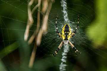 Garden Spider resting on its web