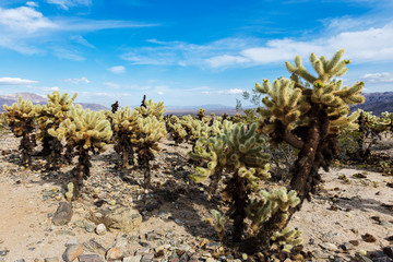 Cholla cactus (Cylindropuntia fulgida) Joshua Tree National Park, Mojave desert, California, USA