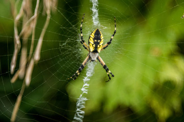 Garden Spider resting on its web