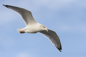 Intent Herring Gull