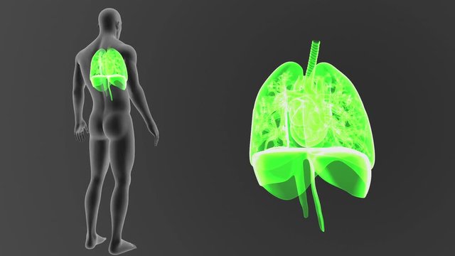 Heart, Lungs and Diaphragm zoom with Body