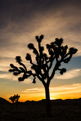 Joshua Tree National Park, Mojave desert, California, USA
