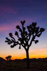 Fototapeta na wymiar Joshua Tree National Park, Mojave desert, California, USA