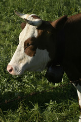 Dairy Cow near Gruyere, Switzerland