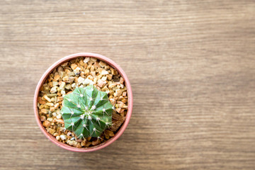 tiny cactus on wooden table