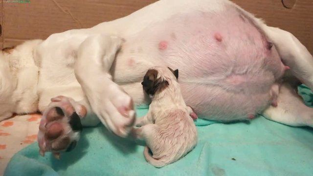 Pregnant dog Jack Russell breast-feeding first-born and waiting for the birth of the remaining puppies
