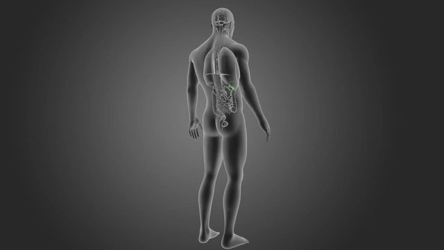 Gallbladder with Organs