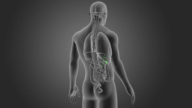Gallbladder with Organs