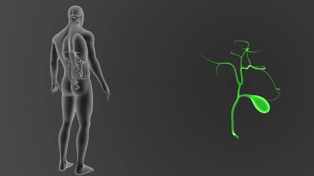 Gallbladder zoom with Organs