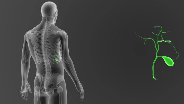 Gallbladder zoom with Skeleton