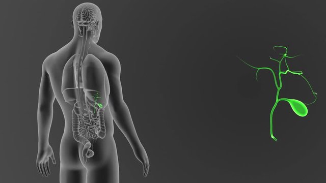 Gallbladder zoom with Organs