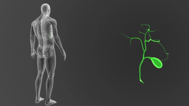 Gallbladder zoom with Anatomy
