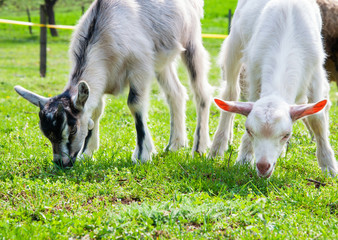 Obraz premium Young goat on the pasture