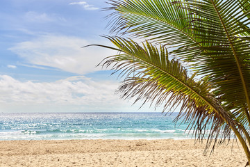 Sea waves. Warm sand. Green palm tree