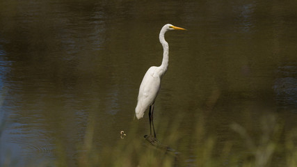 Great Egret (Ardea alba)