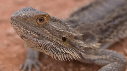 Bearded Dragon