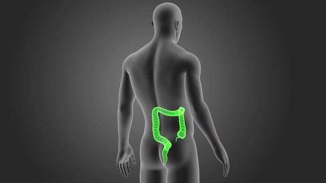 Large Intestine with Body