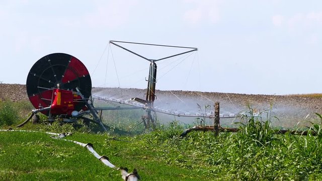 Irrigation of paprika field with typhon in summer.
