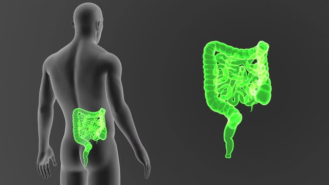 Intestine zoom with Bod