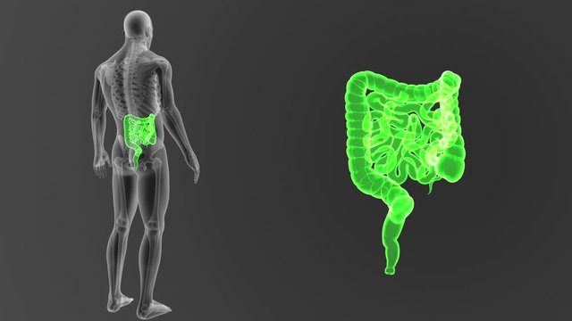 Intestine zoom with Skeleton